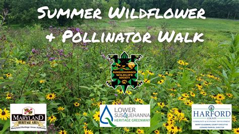 Summer Wildflower And Pollinator Walk Susquehannock Wildlife Society