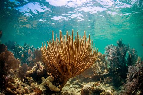 Florida Keys National Marine Sanctuary