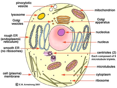 The Diagram Shows Part Of A Cell Process Plant Cell