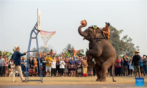 Elephant Festival Celebrated In Xayaboury Laos Global Times