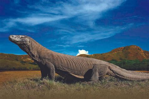 HEWAN KOMODO - ePuzzle photo puzzle