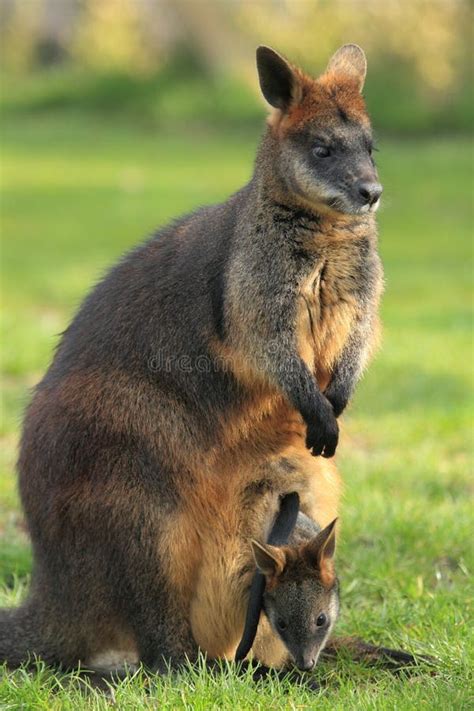 Black wallaby stock photo. Image of stinker, marsupial - 25898248