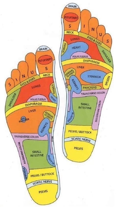 Acupressure | Reflexology, Foot reflexology, Foot reflexology massage