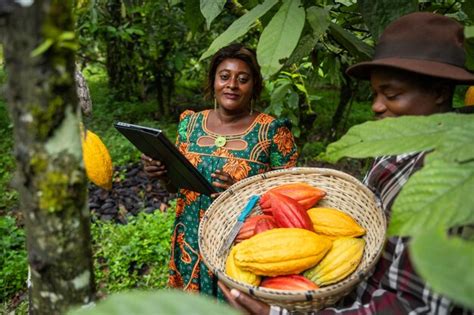 Uma Agricultora Verifica A Qualidade Das Vagens De Cacau Durante A