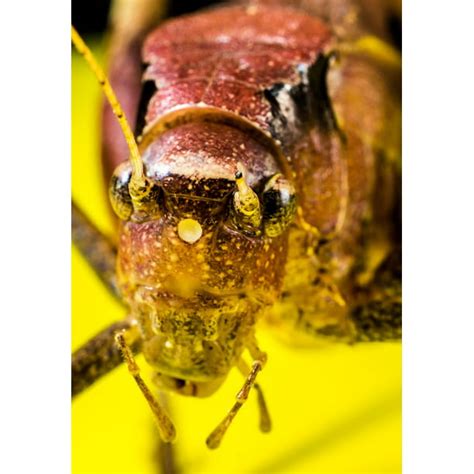 Close Insect Viridissima Chitin Grasshopper Scare 20 Inch By 30 Inch Laminated Poster With