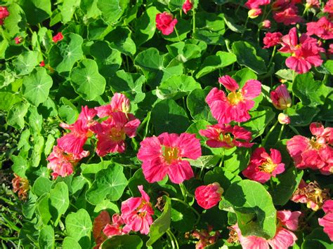 Rotary Botanical Gardens - Hort Blog: Nasturtiums - A True "Ornamental Edible"