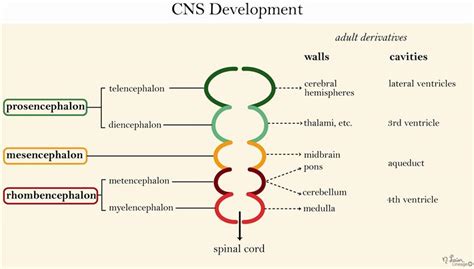 CNS Development - USMLE Strike