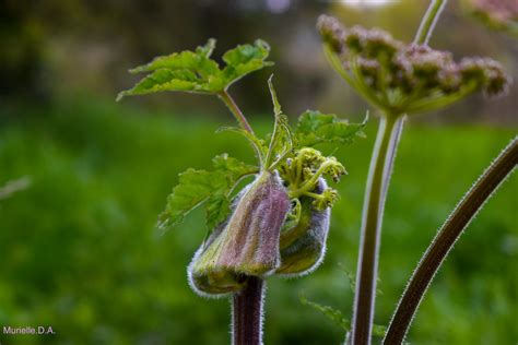 Patte Dours Ou Berce Commune Heracleum Sphondylium Un Flickr