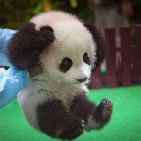 Un Nouveau Bébé Panda Est Né Au Zoo De Kuala Lumpur パンダ 赤ちゃん 可愛すぎる動物