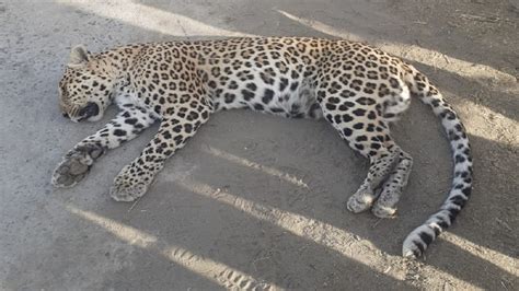 Unknown Vehicle Hit Female Panther Died On The Spot In An Accident