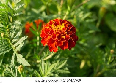 Close Shot Tagetes Erecta Tagetes Genus Stock Photo 1484477909 | Shutterstock