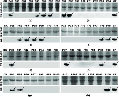 Sds Page Upper Layer And Western Blotting Analysis Lower Layer Of