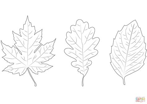 Maple Oak And Birch Leaves Coloring Page Free Printable Coloring Pages