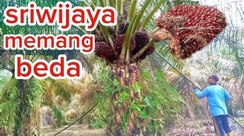 SUPER Tampilan Buah Kelapa Sawit Sriwijaya Sj5 YouTube