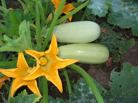 Courgettes Culture Et Entretien En Pleine Terre Plantation Et Arrosage