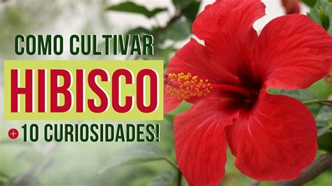 Aprender sobre 85 imagem hibisco benefícios para o cabelo br