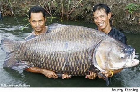 Ikan Raksasa di dunia | Kata-kata Cinta | Tips Cinta | Gambar | Lucu | Puisi | Tips Pacaran | Gombal