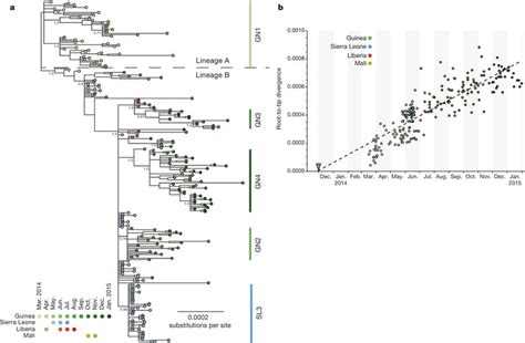 Phylogenetic Relatedness And Nucleotide Sequence Divergence Of EBOV