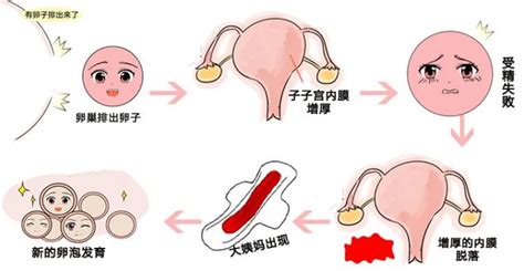 基础卵泡少促排会增多吗？防止卵巢衰老吃什么东西好？ 知乎