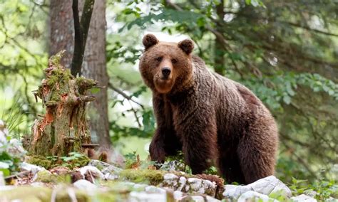 Orso Irrompe In Campo Scout Accompagnatori Sono Stati Incauti