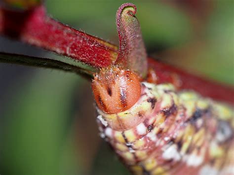 Eumorpha Fasciatus Sphingidae Of The United States Of America