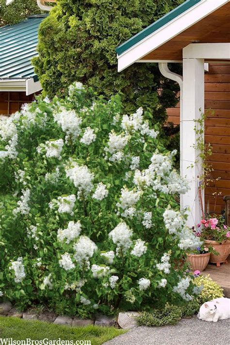 Buy New Age White Lilac Bush Syringa FREE SHIPPING Wilson Bros