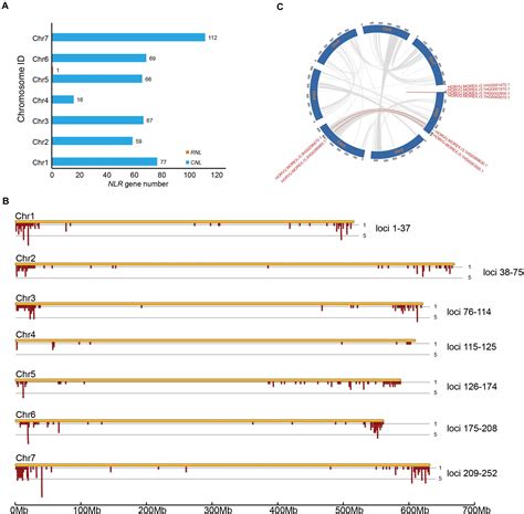 Frontiers Genome Wide Analysis Of Nlr Disease Resistance Genes In An