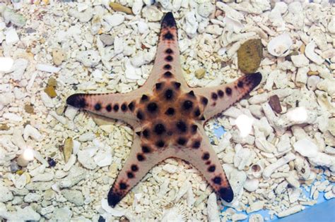 Types Of Saltwater Starfish To Add Sparkle To Your Tank