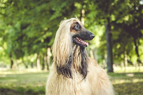 Afghan Hound: Dog Breed Characteristics & Care