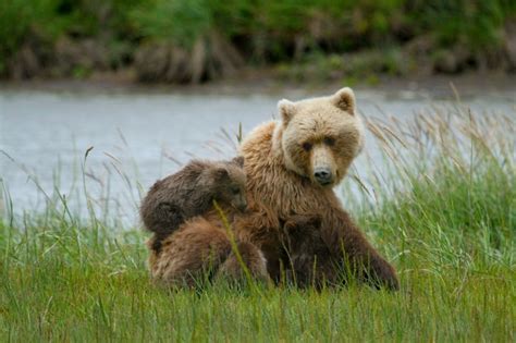 Brown Bear And Cubs Free Stock Photo Public Domain Pictures