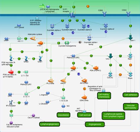 Development S1p1 Signaling Pathway Pathway Map Primepcr Life Science Bio Rad