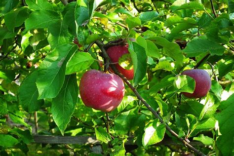 Fruit Apples Organic Free Photo On Pixabay Pixabay