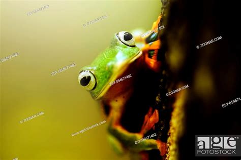 Wallace Flying Frogs Or River Abah Flying Frogs Rhacophorus