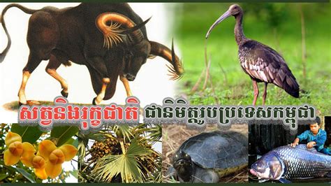 សត្វនិងរុក្ខជាតិជានិមិត្តរូបនៃប្រទេសកម្ពុជា Animals And Plants