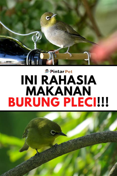 Perawatan Burung Pleci