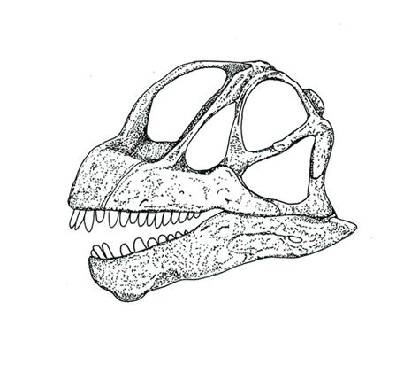 Camarasaurus Skull