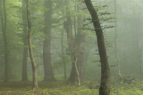 Foggy forest, at sunrise stock image. Image of romania - 222057431