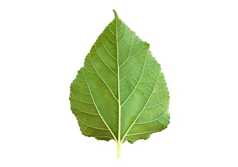 Isolated Front Mulberry Leaf With Clipping Paths Stock Photo