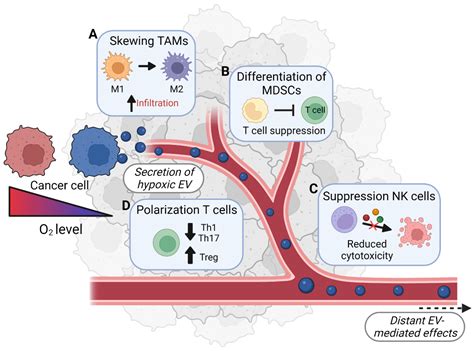 Cancers Free Full Text The Immunomodulatory Role Of Hypoxic Tumor