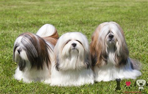 Lhasa Apso Información Sobre La Raza Lhasa Apso