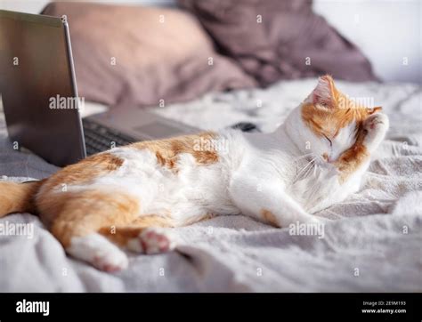 Orange And White Cat Lying On Bed And Cleaning Herself Stock Photo Alamy