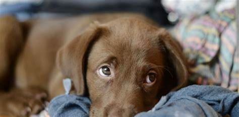 Los perros pueden oler el estrés los ataques de pánico y la ansiedad