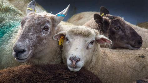 Saskatchewan confirms case of anthrax in South Qu'Appelle sheep | CBC News