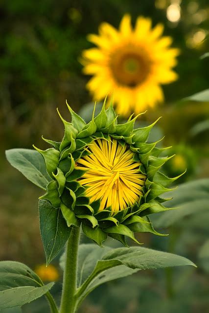 Girasol Flor Amarilla - Foto gratis en Pixabay - Pixabay