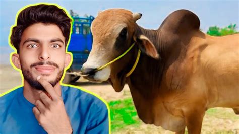 Finally Qurbani Ki Cow Khareed Libakra Eid Vlog Nazakat Ali