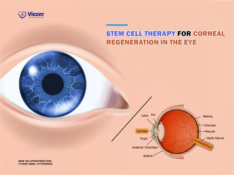 STEM CELL THERAPY FOR CORNEAL REGENERATION IN THE EYE