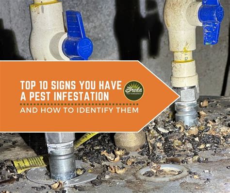 Top 10 Signs You Have A Pest Infestation Breda Pest Management