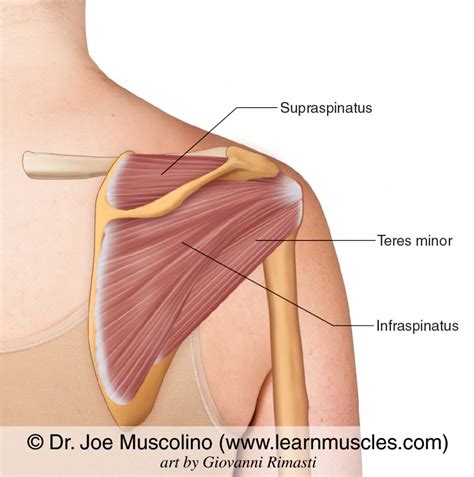 Rotator Cuff Group Learn Muscles