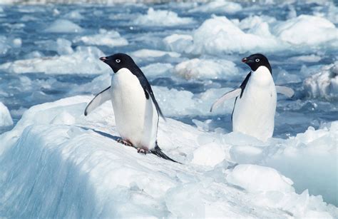 Los Científicos Descubren La Evolución De Los Pingüinos Desde Sus Orígenes Hace Más De 60