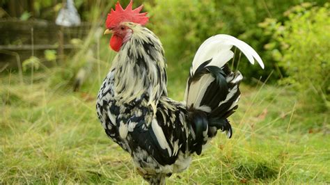 Rare Chicken Breeds: Most Fascinating & Unusual Poultry